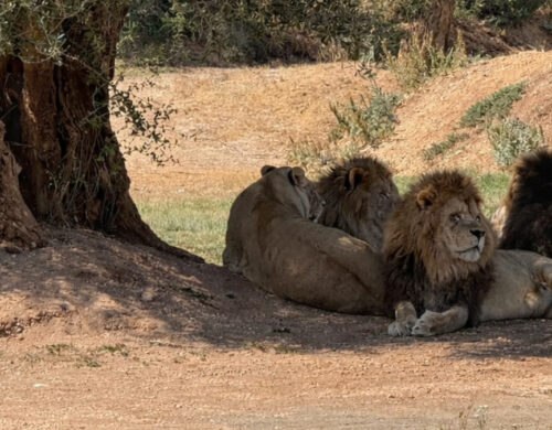 Zoosafari Fasano: guida completa per organizzare la visita